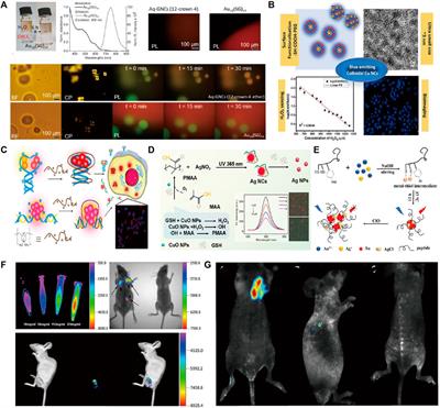 Precious metal clusters as fundamental agents in bioimaging usability